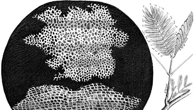 Células - Micrographia